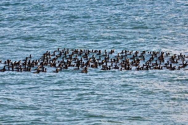 Double-crested Cormorant flotilla by Photomatt28 is licensed under CC BY-NC-ND 2.0